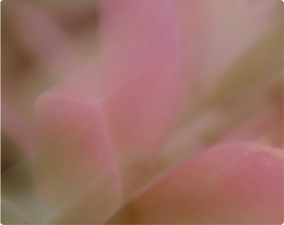 A soft, close-up blur of a pink flower.