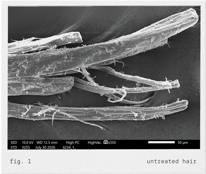 Fig. 1: untreated hair under a scanning electron microscope, frayed and split.